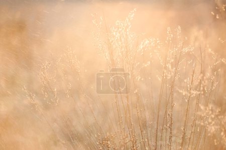 weeds against the light at sunset