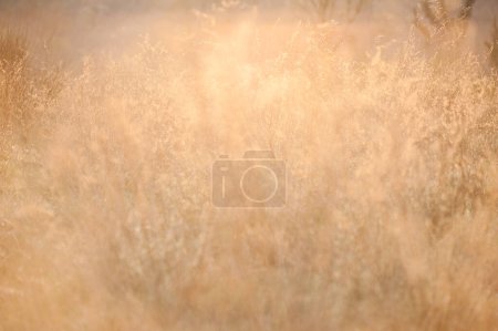 Foto de Malas hierbas contra la luz al atardecer - Imagen libre de derechos