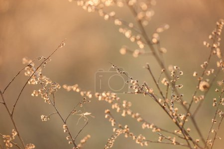 Photo for Weeds against the light at sunset - Royalty Free Image