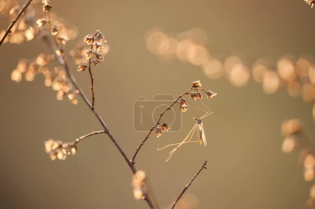 Téléchargez les photos : Moustique sur une branche sèche au coucher du soleil - en image libre de droit