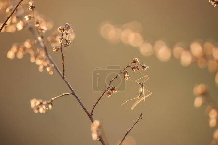 Photo for Mosquito on a dry branch at sunset - Royalty Free Image