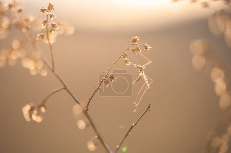 Téléchargez les photos : Moustique sur une branche sèche au coucher du soleil - en image libre de droit