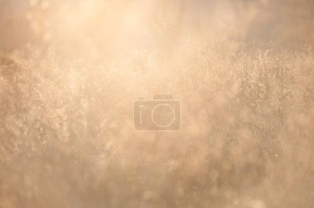 Téléchargez les photos : Mauvaises herbes contre la lumière au coucher du soleil - en image libre de droit
