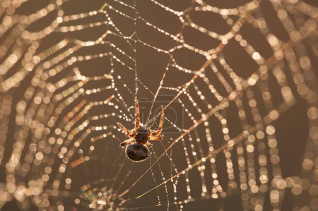 Photo for Spider eats prey at sunset - Royalty Free Image