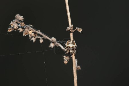 Photo for Spider web on dry plant on black background - Royalty Free Image
