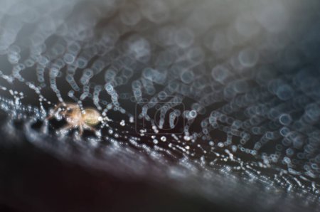 Photo for The spider runs on the wet spider web - Royalty Free Image