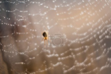 Foto de La araña espera a la presa en la telaraña - Imagen libre de derechos