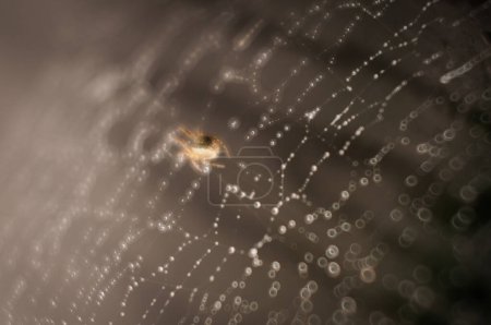 Téléchargez les photos : L'araignée attend le bon moment pour tuer la proie - en image libre de droit