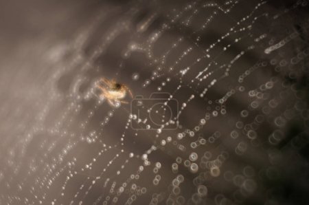 Foto de La araña teje la tela con rocío - Imagen libre de derechos