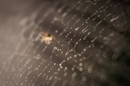 Foto de La araña teje la tela con rocío - Imagen libre de derechos