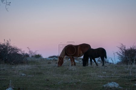 Foto de Caballos al atardecer pastan en la hierba, pony roza la hierba con la madre - Imagen libre de derechos