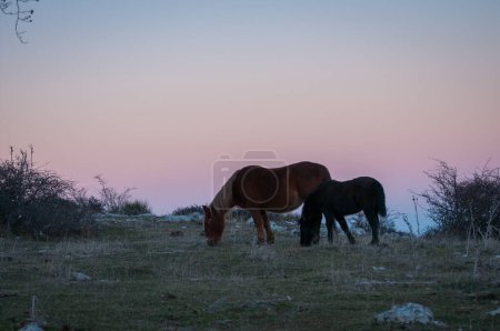 Téléchargez les photos : Chevaux au coucher du soleil pâturent sur l'herbe, poney pâturent l'herbe avec la mère - en image libre de droit
