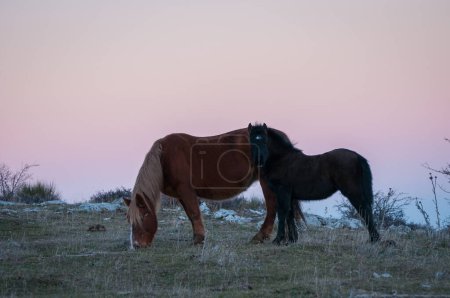 Foto de Caballos al atardecer pastan en la hierba, pony roza la hierba con la madre - Imagen libre de derechos