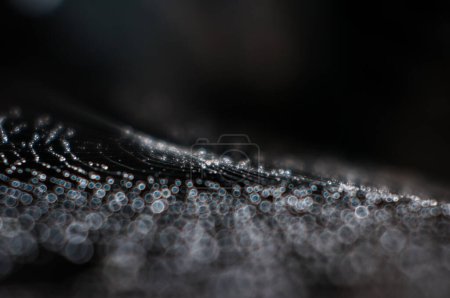 Photo for Dew drops on the cobweb - Royalty Free Image