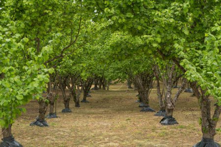 Photo for Rows of hazelnut plantation in Italy - Royalty Free Image