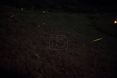 Foto de Luciérnagas en el prado bajo las estrellas - Imagen libre de derechos
