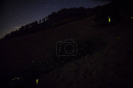 Photo for Fireflies in the meadow under the stars - Royalty Free Image