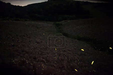 Photo for Fireflies in the foreground flying on the lawn - Royalty Free Image