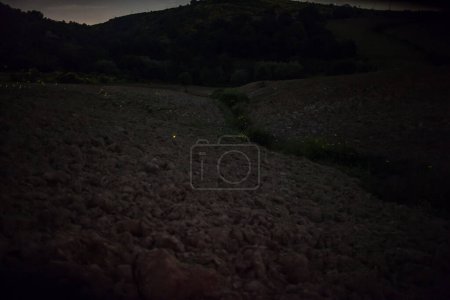 Photo for Fireflies in the meadow under the stars - Royalty Free Image