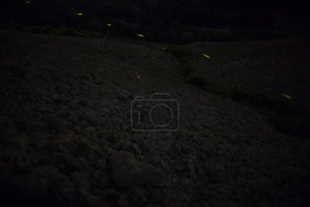 Téléchargez les photos : Lucioles dans la prairie sous les étoiles - en image libre de droit