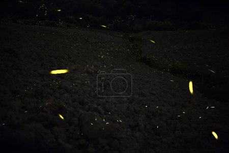 Photo for Fireflies in the foreground flying on the lawn - Royalty Free Image