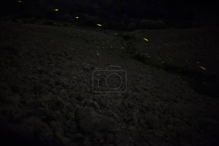Foto de Luciérnagas en el prado bajo las estrellas - Imagen libre de derechos