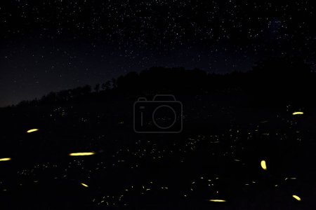 Téléchargez les photos : Les lucioles volent dans la nuit sur le sol sec sous un ciel étoilé - en image libre de droit