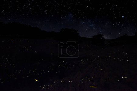 Foto de Las luciérnagas vuelan en la noche en el suelo seco bajo un cielo estrellado - Imagen libre de derechos