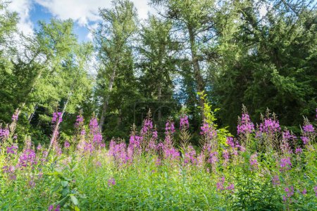 Téléchargez les photos : Fleurs alpines dans la vallée en été - en image libre de droit