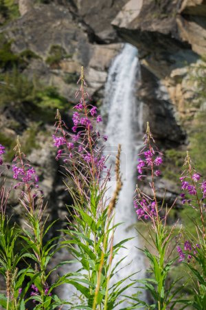 Foto de Flores alpinas en el valle en verano - Imagen libre de derechos