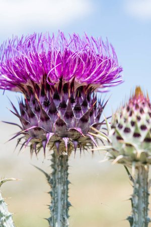 Photo for Blooming purple thistle in the meadow - Royalty Free Image