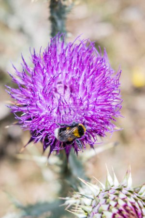 Photo for Bumblebee on thistle eats nectar and pollinates - Royalty Free Image