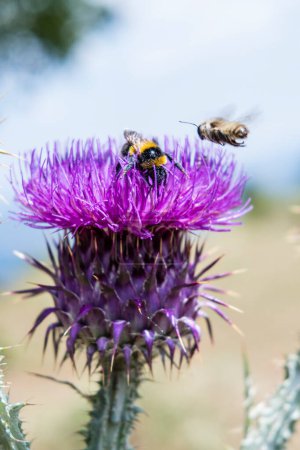 Photo for Bumblebee on thistle eats nectar and pollinates - Royalty Free Image