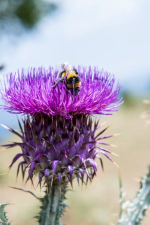Téléchargez les photos : Bourdon sur chardon mange du nectar et pollinise - en image libre de droit