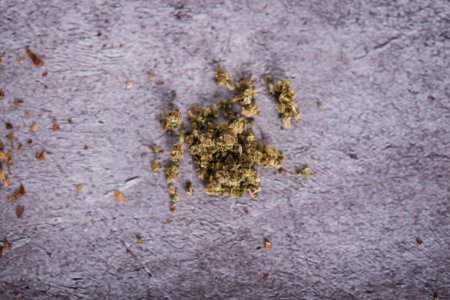 Photo for Roll a joint of grass - Royalty Free Image