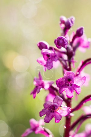 Photo for Blooming of orchids at spring Orchis Quadripunctata - Royalty Free Image