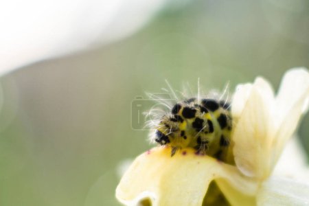 Foto de Oruga en la flor en el prado - Imagen libre de derechos