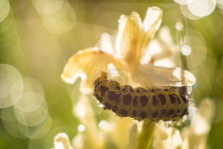 Téléchargez les photos : Chenille sur la fleur dans la prairie - en image libre de droit