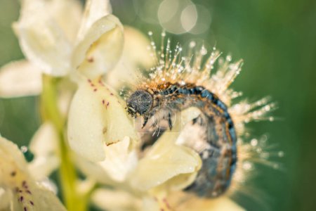 Photo for Caterpillar on the flower in the meadow - Royalty Free Image