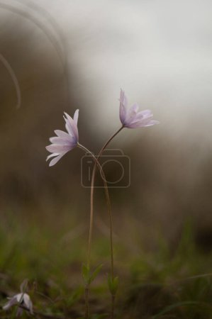 Photo for Spring blooms of anemones in the meadows - Royalty Free Image