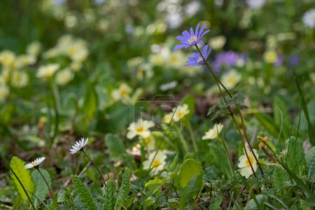 Photo for Spring blooming in a mountain prairie, wild meadow of primroses, anemones and daisies - Royalty Free Image