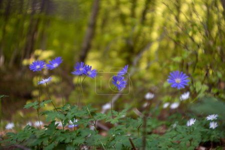 Photo for Anemonoides apennina, flowering of wild apennine anemones in a m - Royalty Free Image