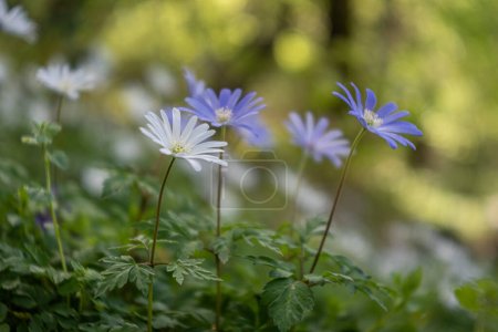 Téléchargez les photos : Anemonoides apennina, floraison d'anémones d'apennin sauvage dans un m - en image libre de droit