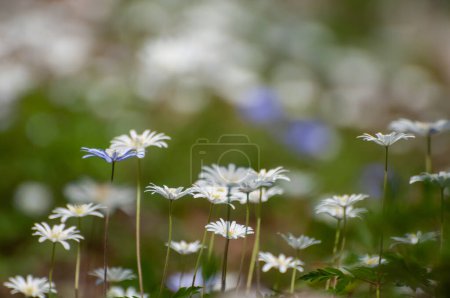 Photo for Anemonoides apennina, flowering of wild apennine anemones in a m - Royalty Free Image