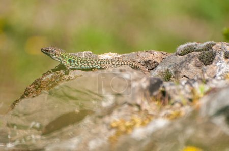 Photo for Podarcis sicula, green and blue Cilento lizard sunbathing on a s - Royalty Free Image