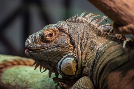 Téléchargez les photos : Grand iguane avec crête couchée au soleil - en image libre de droit