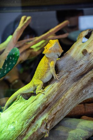 Foto de Lagarto amarillo tropical grande descansa sobre una rama - Imagen libre de derechos
