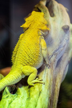 Foto de Lagarto amarillo tropical grande descansa sobre una rama - Imagen libre de derechos