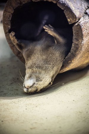 Foto de Nutria descansa dentro de un tronco después de comer - Imagen libre de derechos