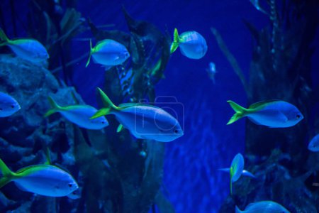 Foto de Peces tropicales azules dentro del acuario - Imagen libre de derechos